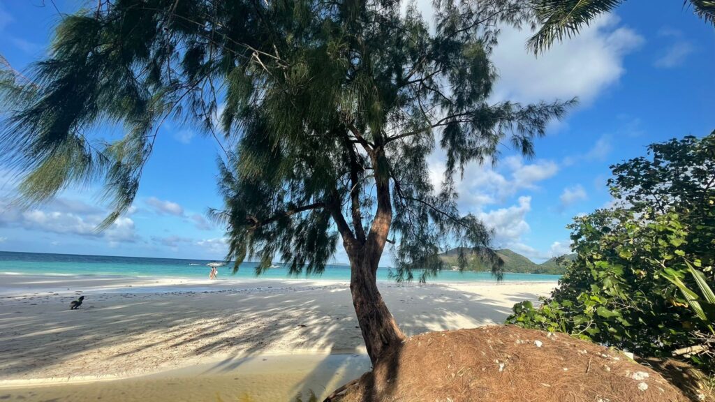 Verkrümmte Küstenkiefer wirft Schatten auf weißen Strand vor türkisem Meer; hinten Inselhügel und Spaziergänger.