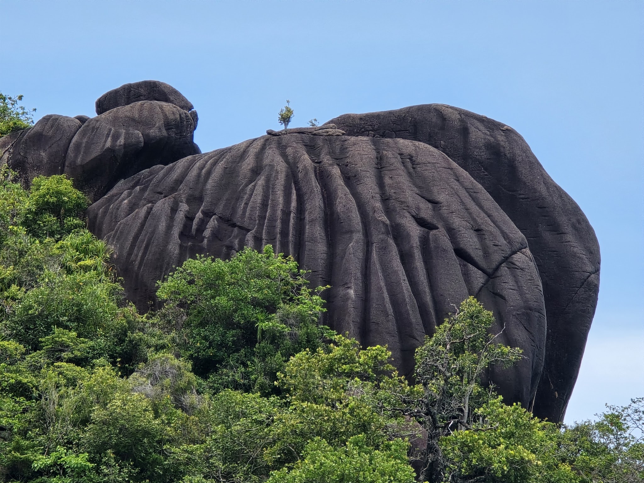 Dunkelgrauer, elefantenförmiger Granitfelsen mit tiefen Rillen überragt dichtes grünes Buschwerk vor blauem Himmel.