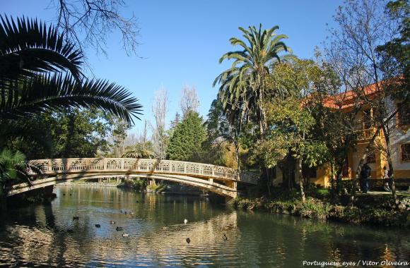 Holzfußgängerbrücke überspannt ruhigen Teich mit schwimmenden Enten, umgeben von üppigen Bäumen und blauem Himmel