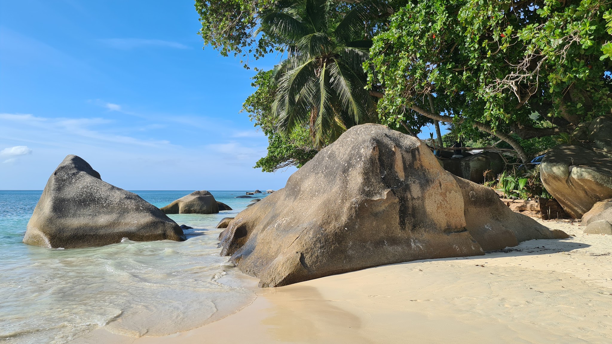 Tropischer Sandstrand mit riesigen Granitfelsen, flachem türkisfarbenem Meer und überhängender Palme unter blauem Himmel