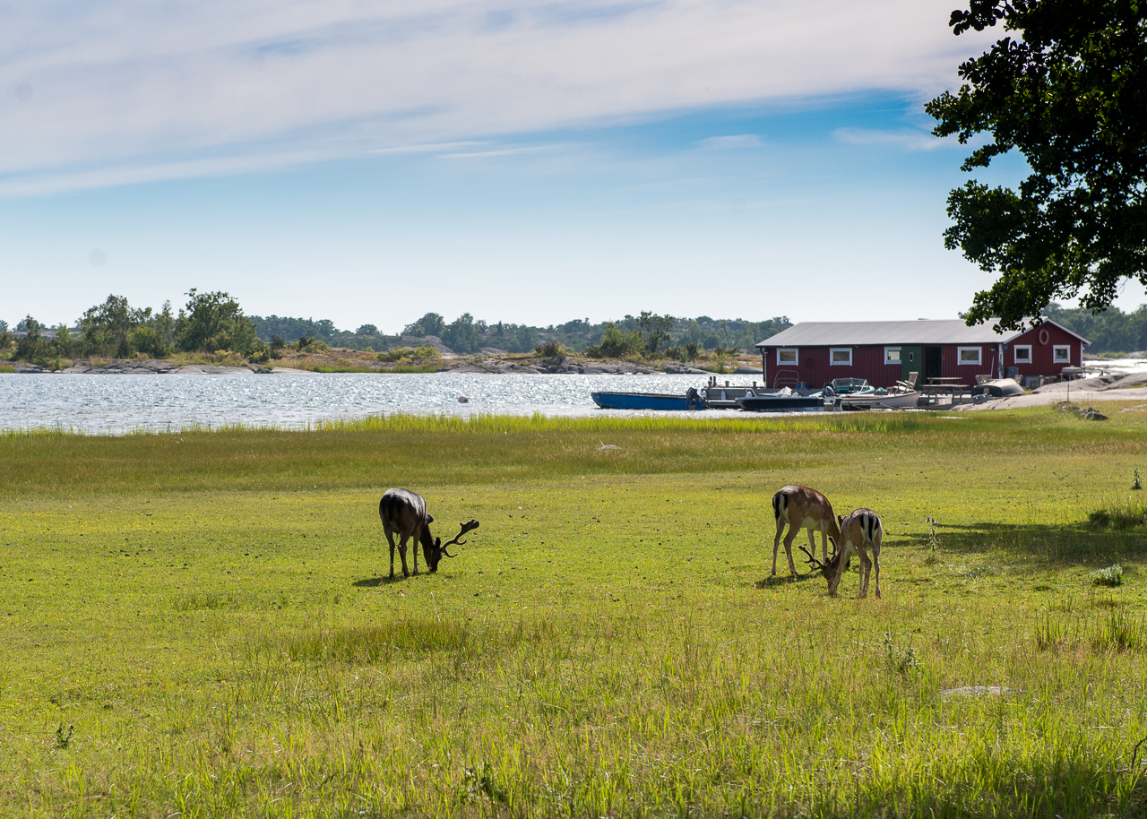 Drei Rentiere grasen auf grüner Wiese am Ufer, dahinter Bootsanleger und rotes Holzhäuschen am Wasser.
