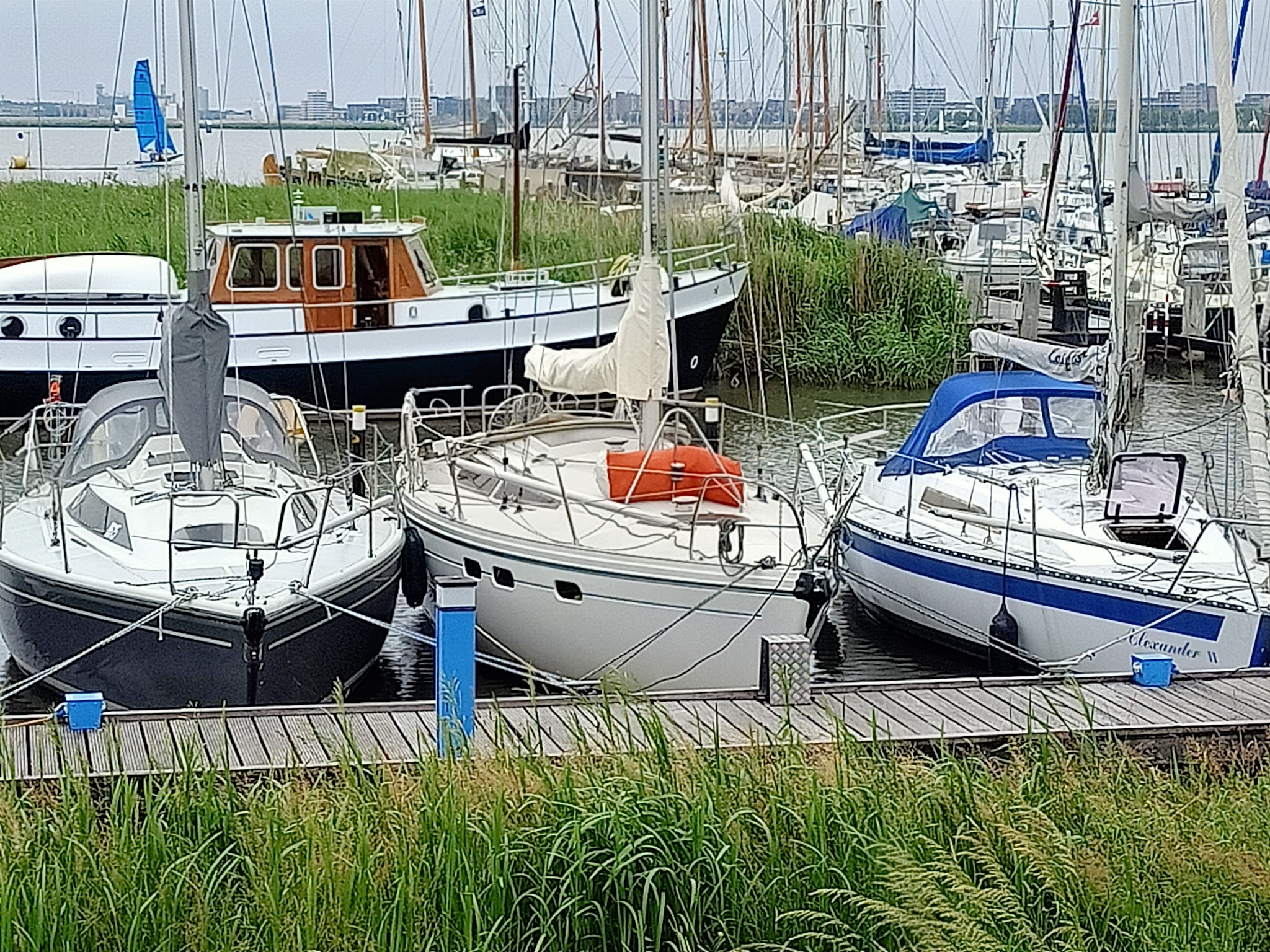 Mehrere Segelboote liegen dicht an einem Holzsteg im von Schilf eingerahmten Yachthafen.