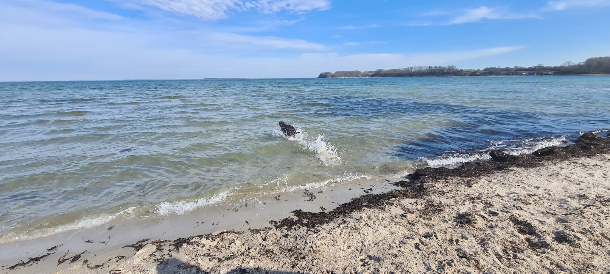 Schwarzer Hund sprintet durchs flache Ostseewasser, spritzt Gischt auf, Sandstrand und blauer Himmel im Hintergrund.