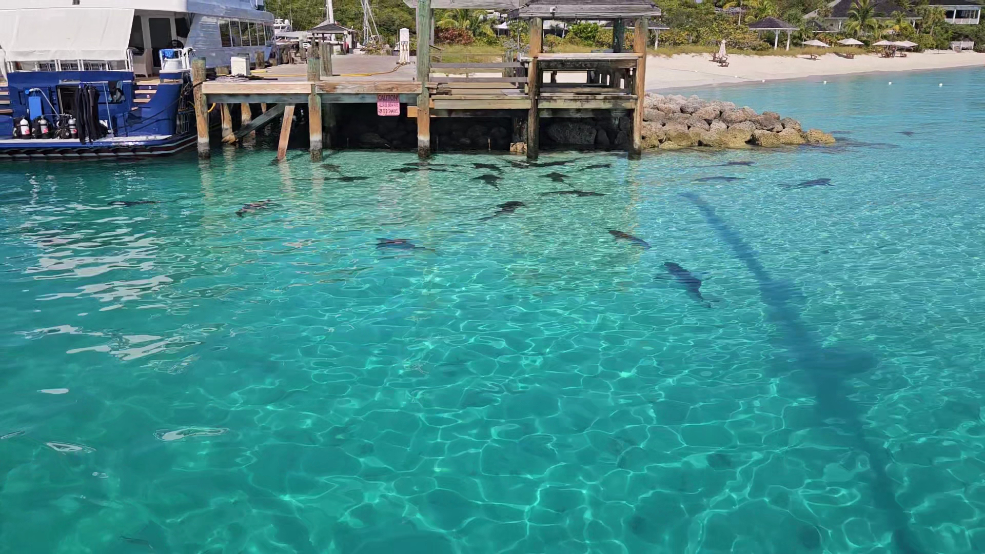 Mehrere kleine Haie gleiten im klaren türkisfarbenen Wasser neben einem Holzsteg vor palmengesäumtem Sandstrand.