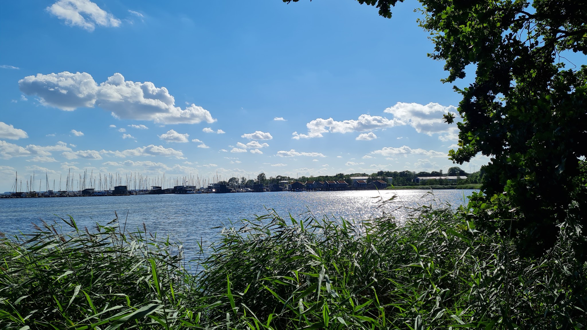 Sonniger See, Schilf im Vordergrund, gegenüber Marina mit Segelmasten; Wolkenhimmel, glitzerndes Wasser