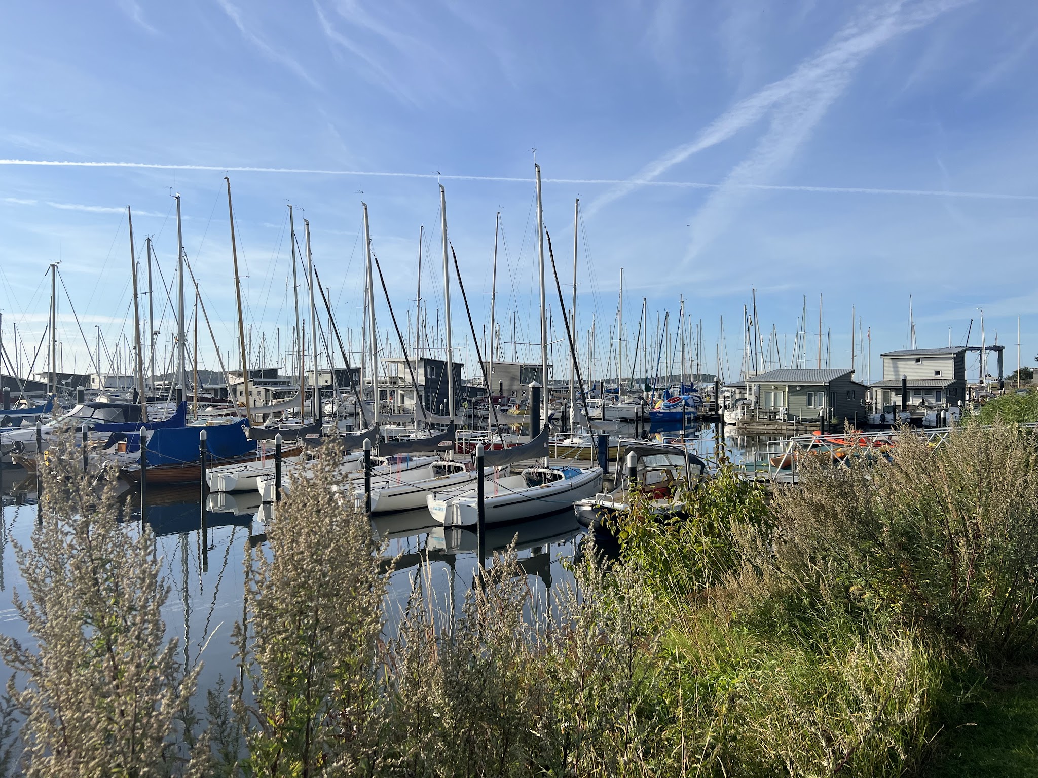 Segelboote im ruhigen Hafen, hohe Masten vor blauem Himmel; Schilf und Gräser säumen das Wasser.