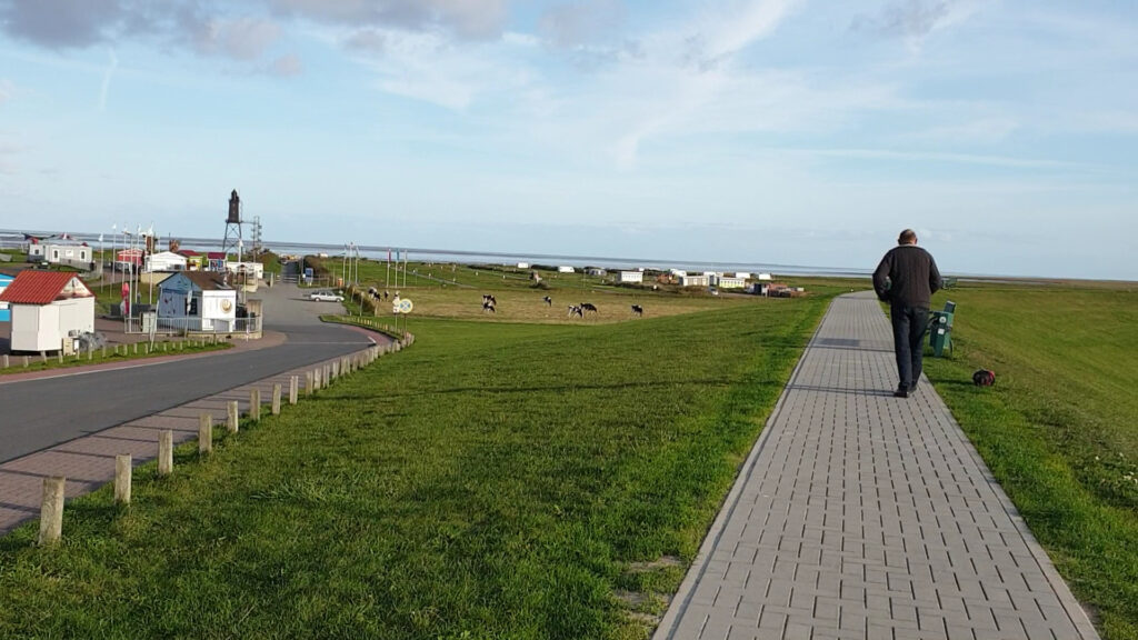 Mann geht auf gepflastertem Deichweg, links weiden Kühe und kleine Küstengebäude, Meer am Horizont.