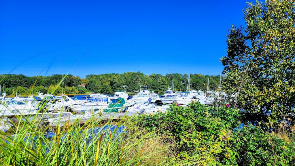 Boote im Yachthafen hinter Schilf und Sträuchern, dahinter Wald und wolkenloser blauer Himmel.