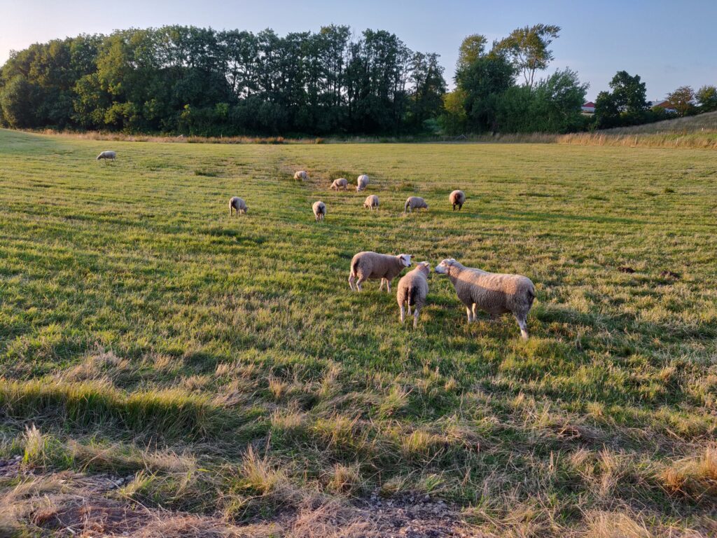 Mehrere Schafe weiden auf grüner Wiese vor einer Baumreihe, weiches Abendlicht.
