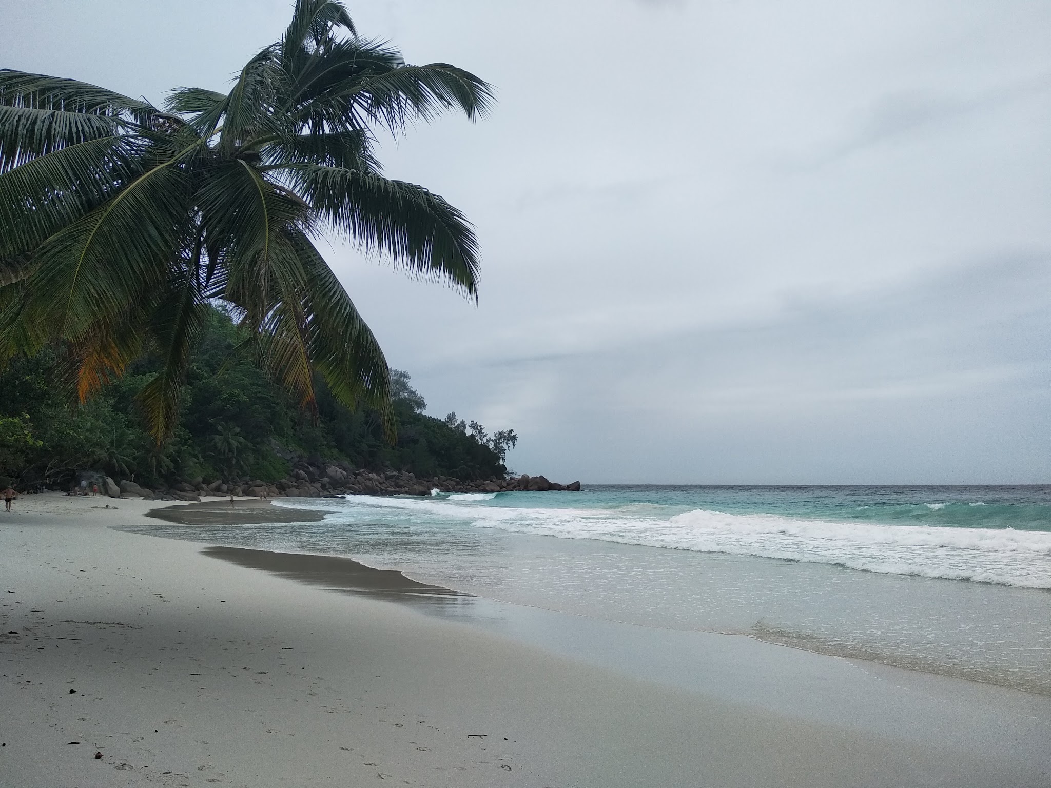 Verlassener tropischer Strand mit überhängender Palme, sanften Wellen und bewaldeter Felsküste unter grauem Himmel.