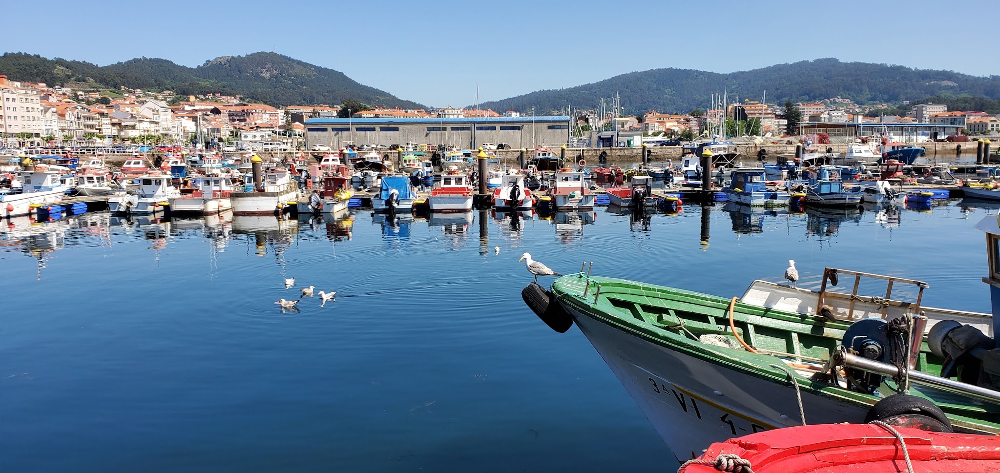 Ruhiger Hafen mit vielen bunten Fischerbooten; Möwen auf Wasser und Bug eines grünen Boots, bewaldete Hügel dahinter.