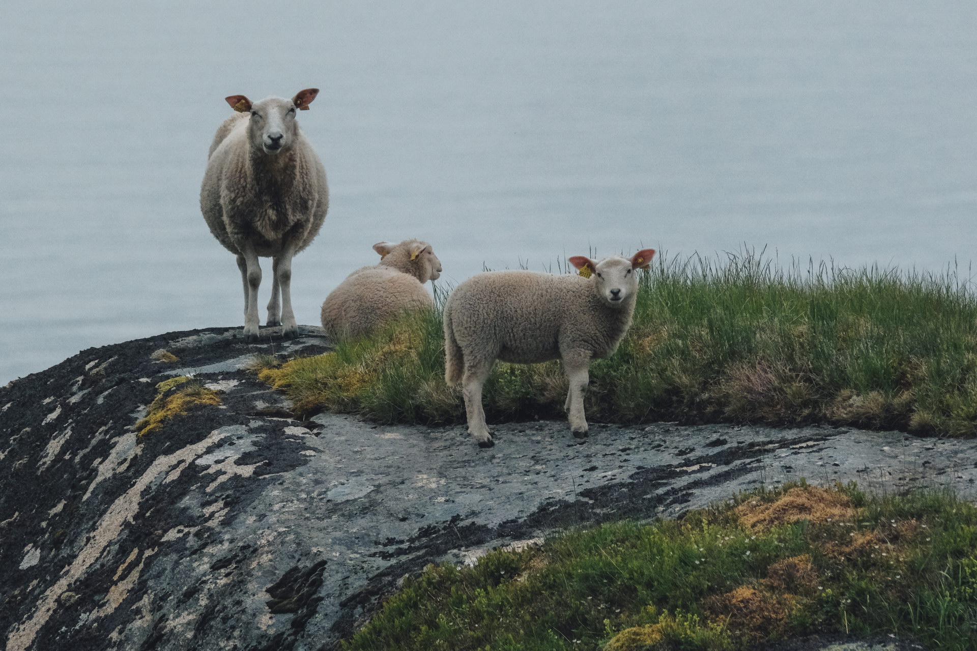 Schafmutter mit zwei Lämmern auf moosigem Felsen oberhalb ruhigen Wassers.