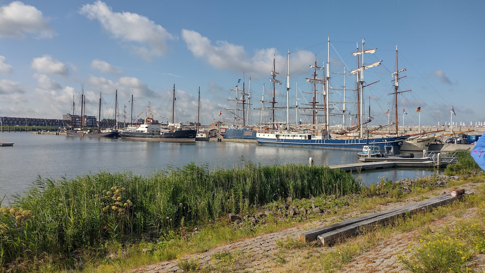 Mehrere Großsegler mit hohen Masten liegen im sonnigen Hafen; Schilf im Vordergrund, blauer Himmel.