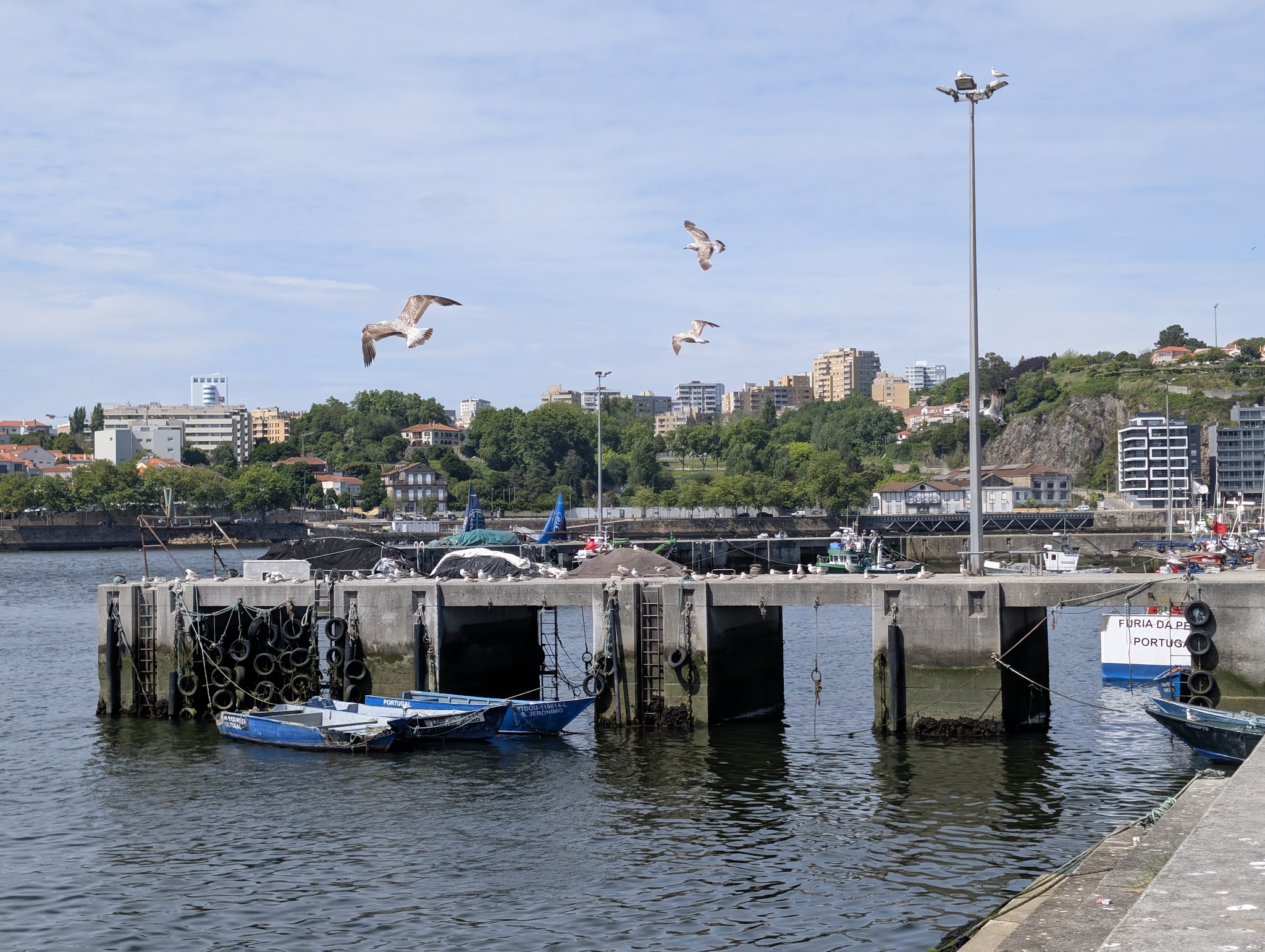 Betonpier mit vertäuten blauen Fischerbooten; mehrere Möwen fliegen darüber, Stadt im Hintergrund.