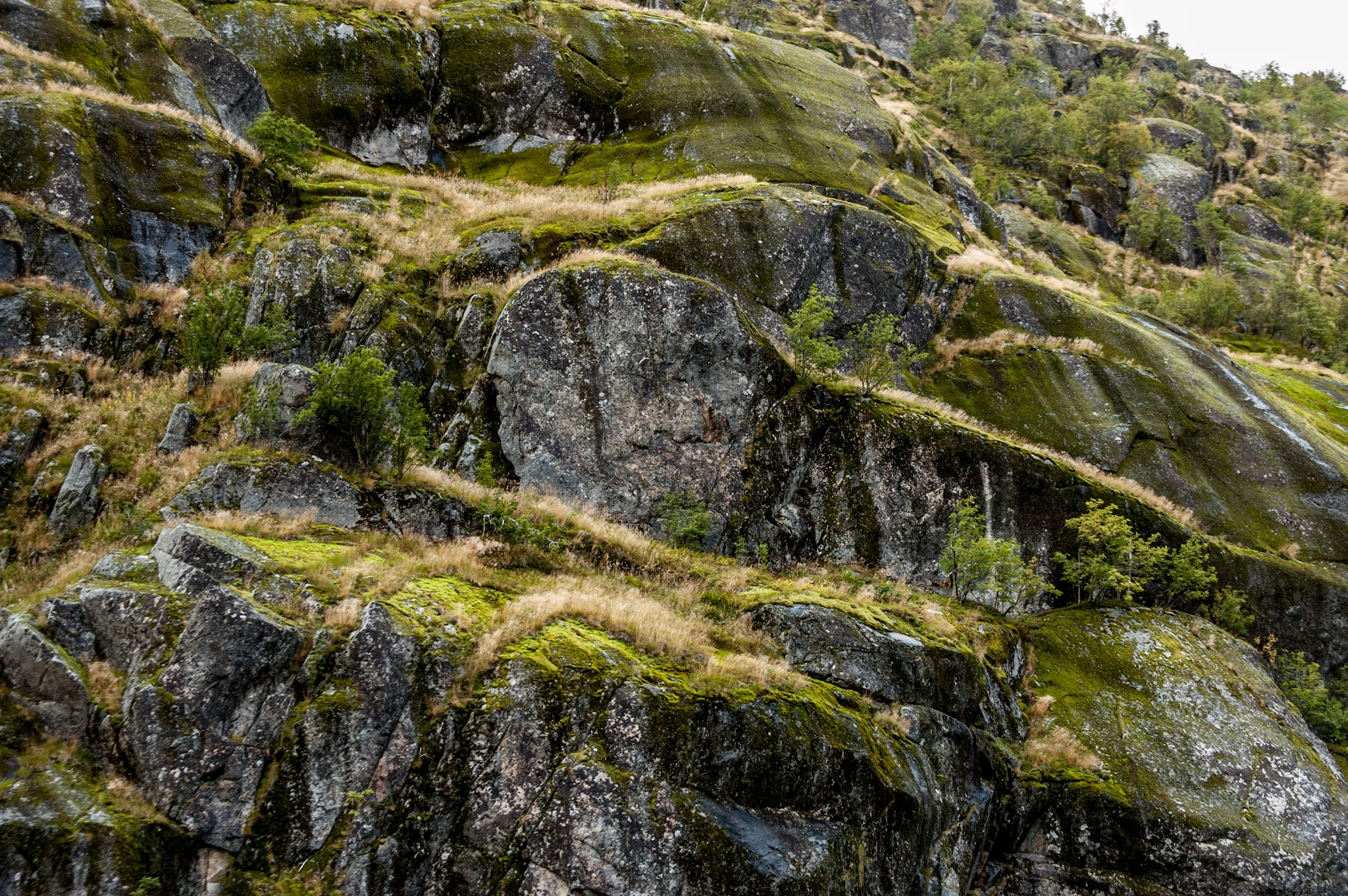 Bemooster Felshang mit grasbewachsenen Stufen und vereinzelten kleinen Bäumen.