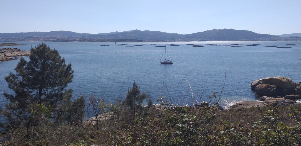 Segelboot auf glitzerndem Meer vor bergiger Küste, umrahmt von Kiefer, Gestrüpp und Felsen im Vordergrund.