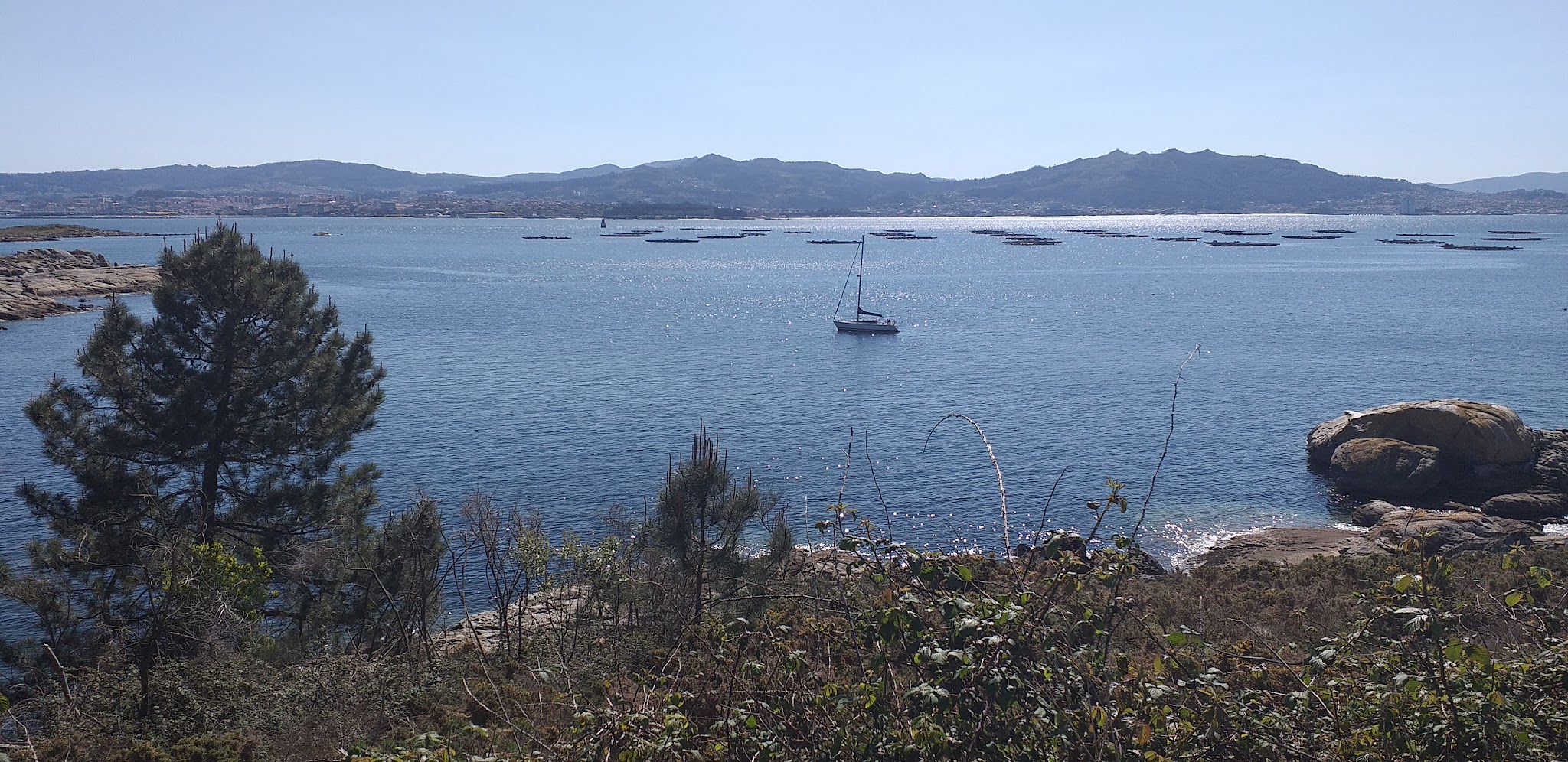Segelboot auf glitzerndem Meer vor bergiger Küste, umrahmt von Kiefer, Gestrüpp und Felsen im Vordergrund.