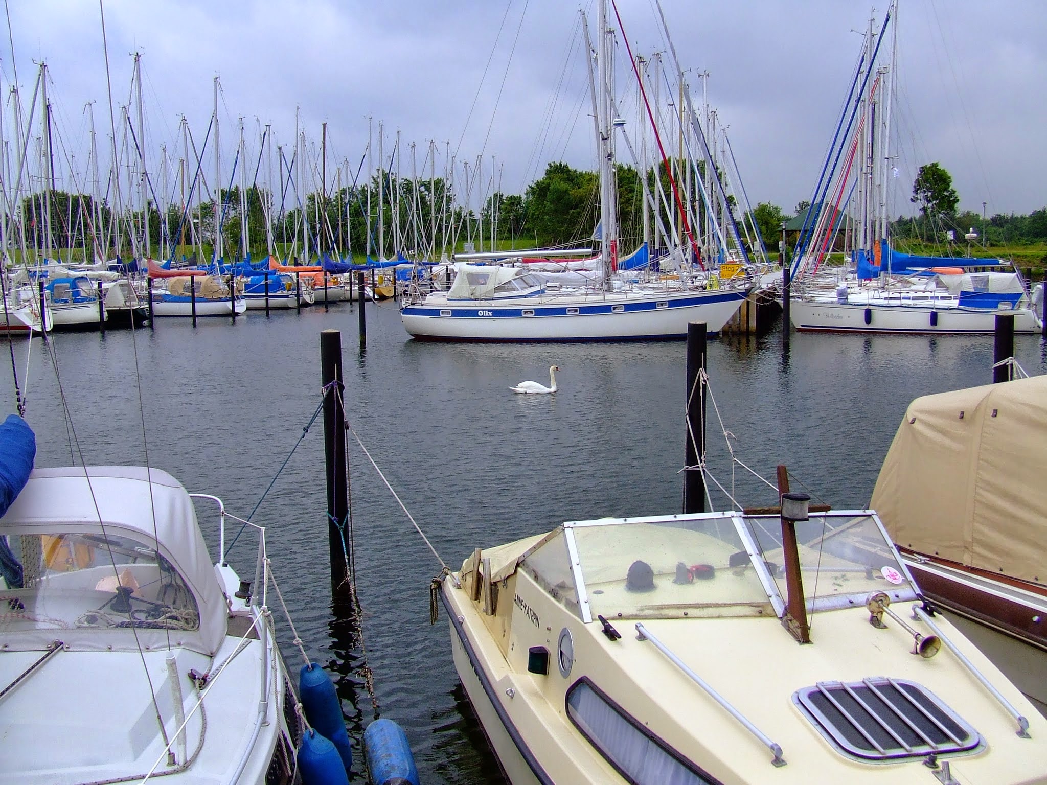Yachthafen mit dicht nebeneinander liegenden Segelbooten; mittig gleitet ein einzelner Schwan durchs Wasser.