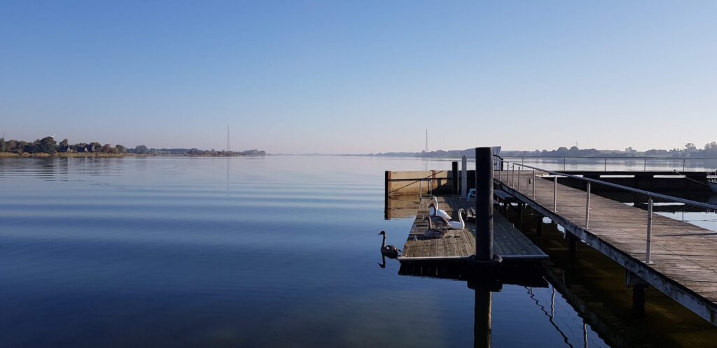 Holzsteg ragt in stillen See; mehrere Schwäne ruhen auf dem Anleger, Wasser spiegelt klaren blauen Himmel.