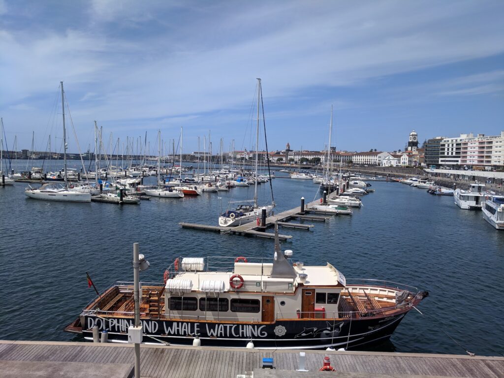Hafen voller Segelboote; vorn Ausflugsboot „Dolphin and Whale Watching“, dahinter Stadtkulisse unter blauem Himmel.