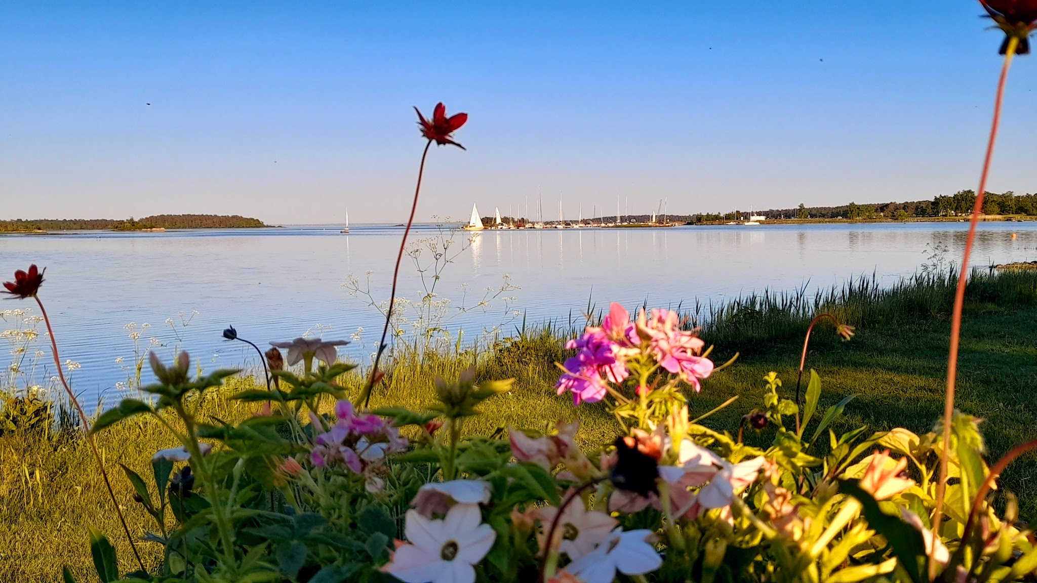 Bunte Blumen im Vordergrund, dahinter ruhiger See mit Segelbooten und klarem Abendhimmel.